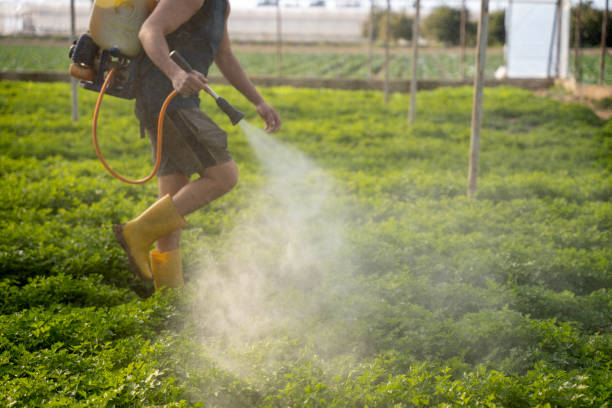 Wasp Removal Services in Gulf Park Estates, MS
