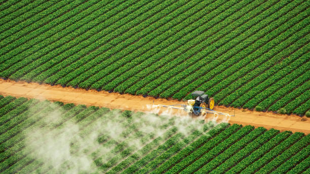 Best Wasp Removal Services  in Gulf Park Estates, MS