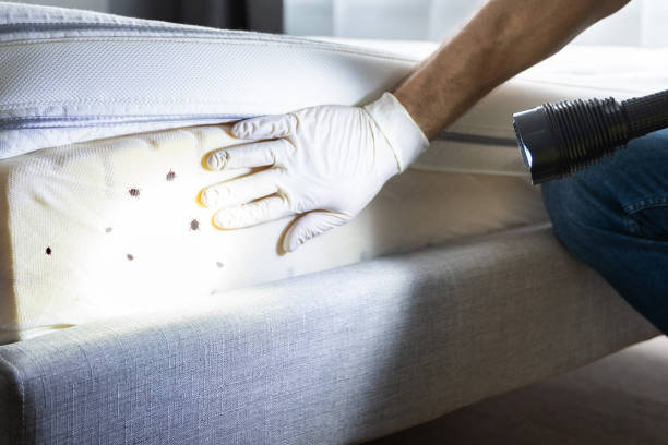 Best Mosquito Control Services  in Gulf Park Estates, MS