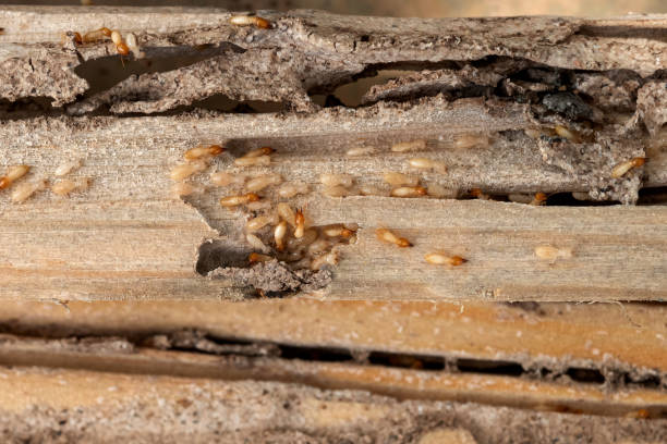 Best Exterminator Services  in Gulf Park Estates, MS